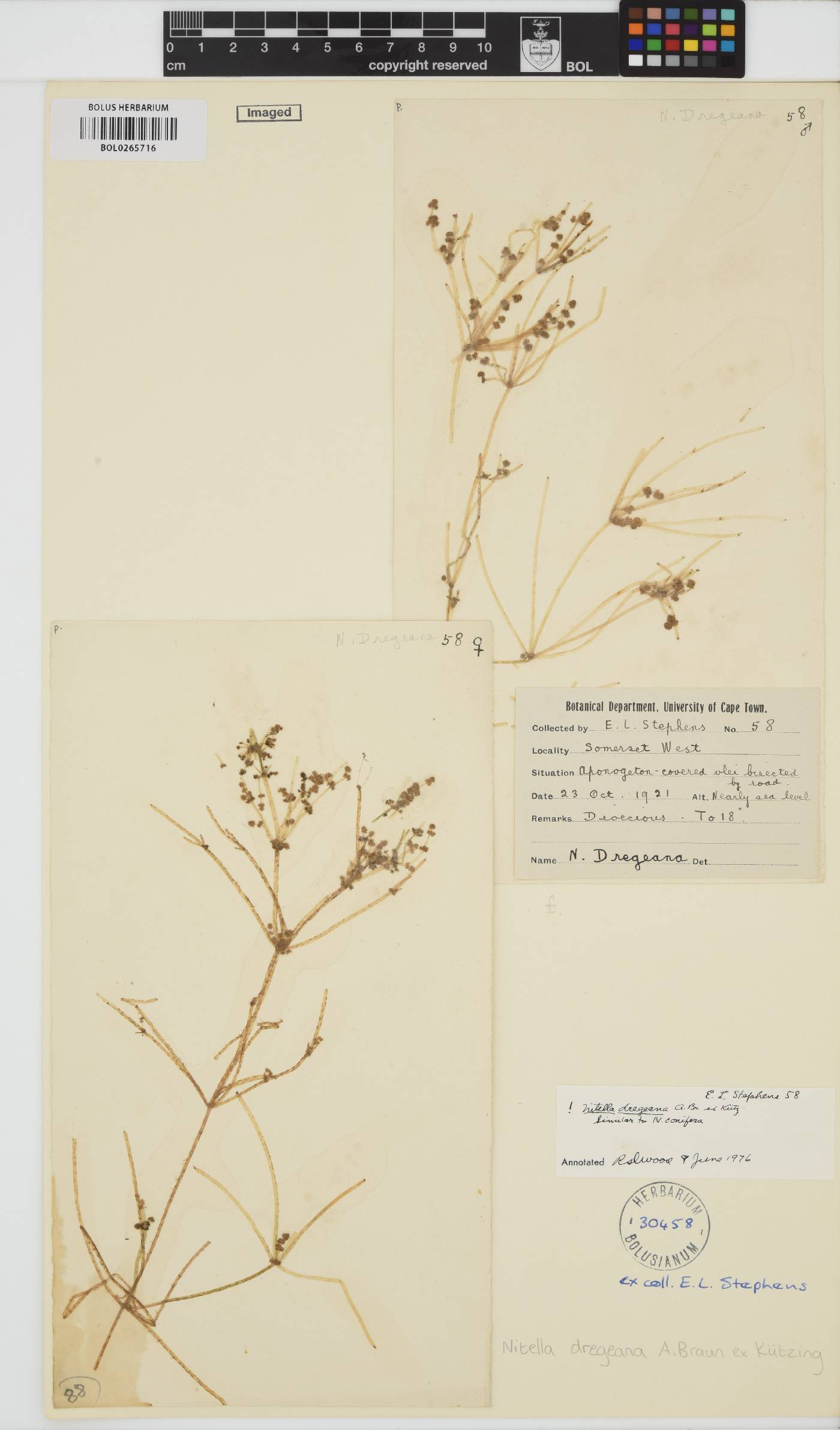 Nitella dregeana image