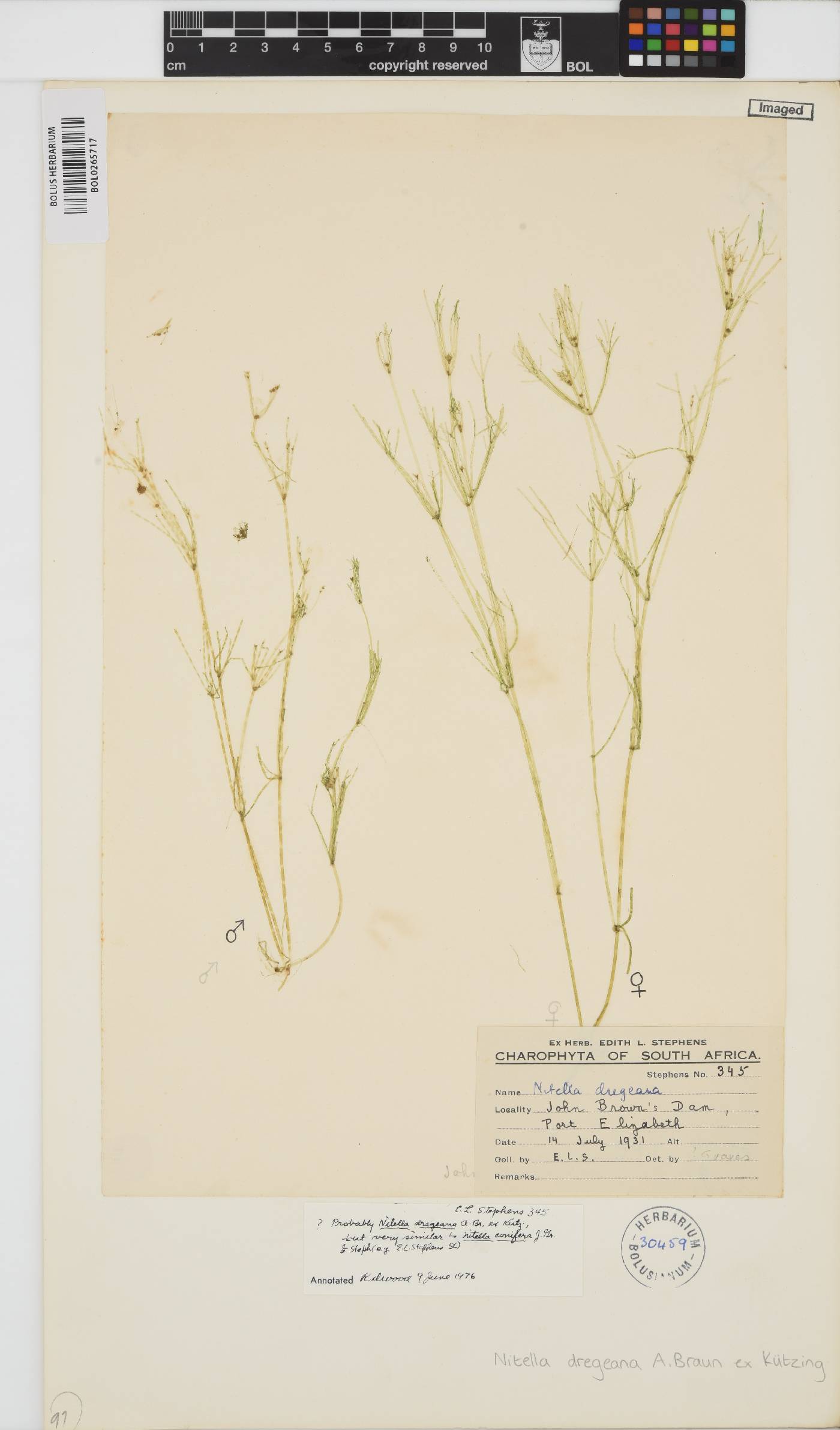 Nitella dregeana image