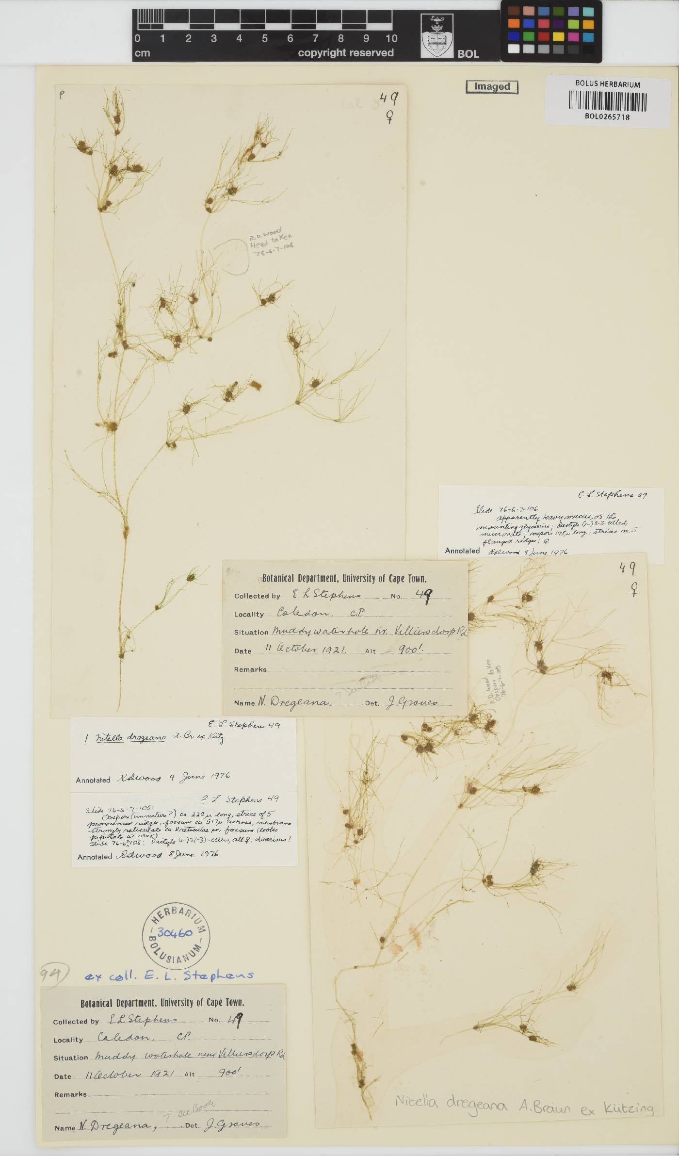 Nitella dregeana image