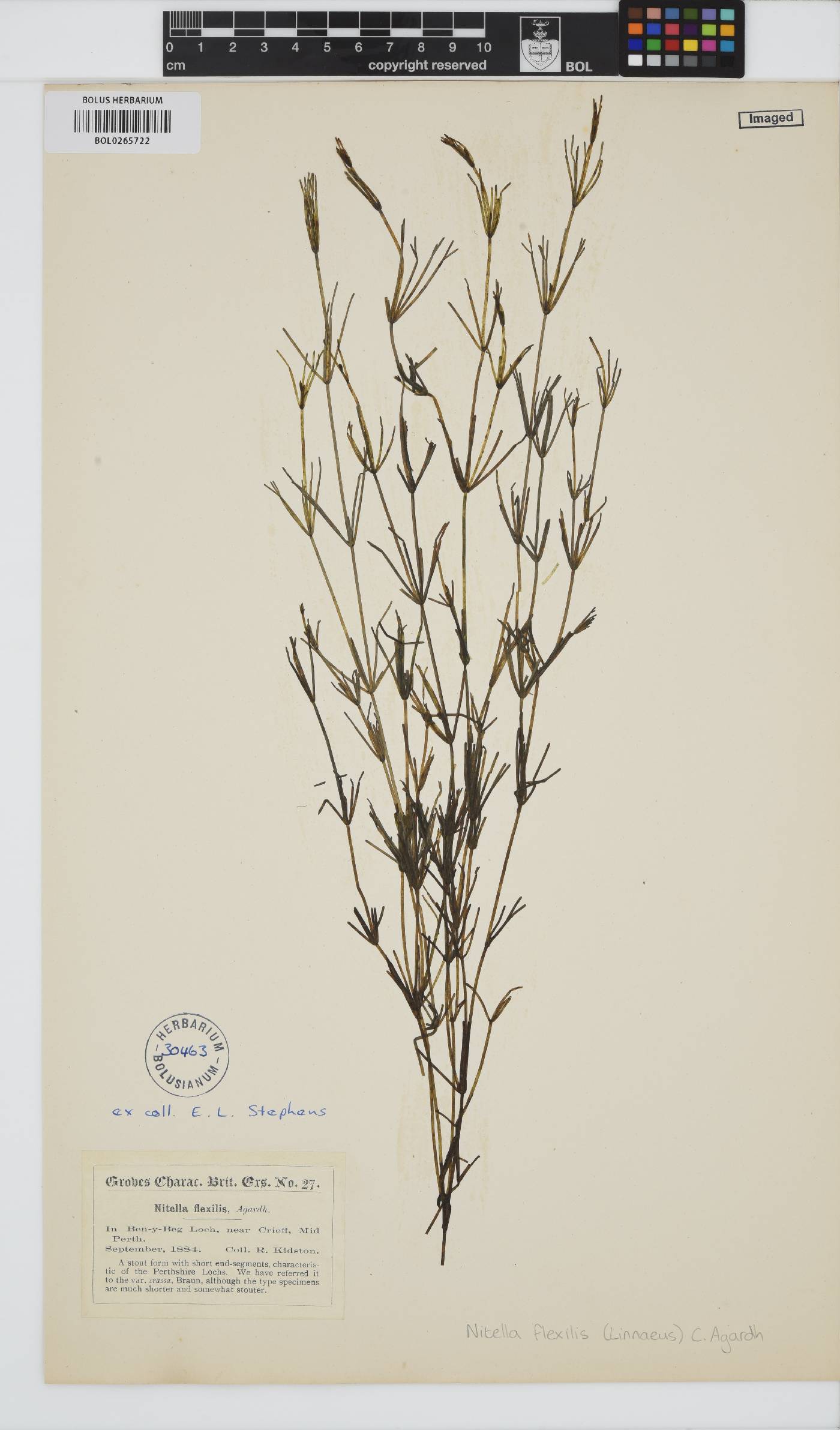 Nitella flexilis image