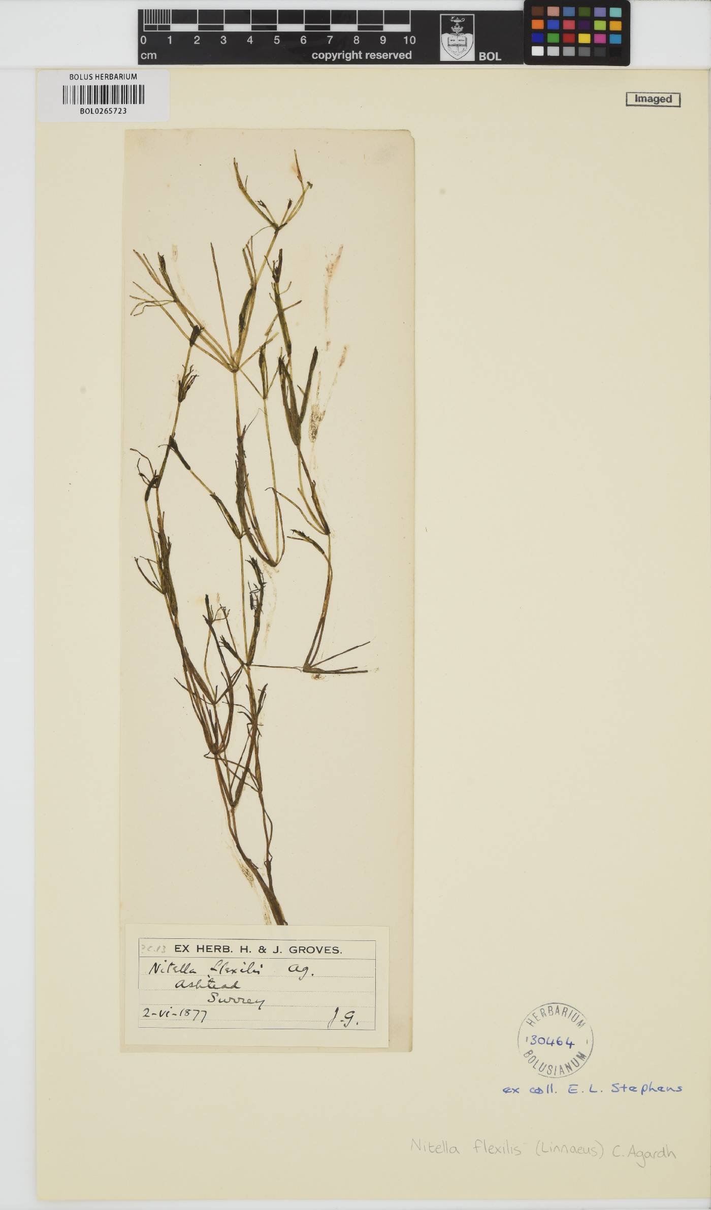 Nitella flexilis image