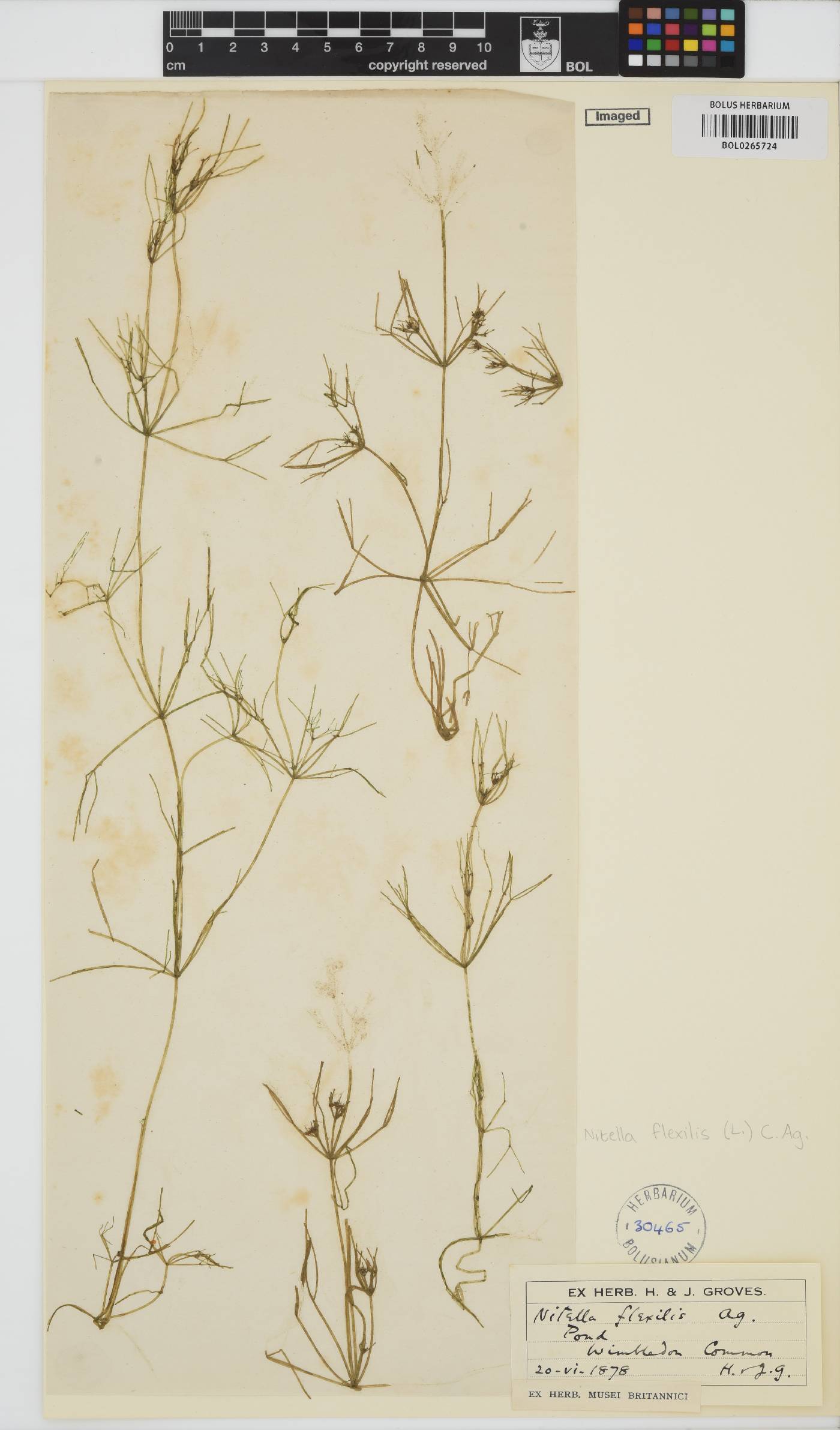 Nitella flexilis image