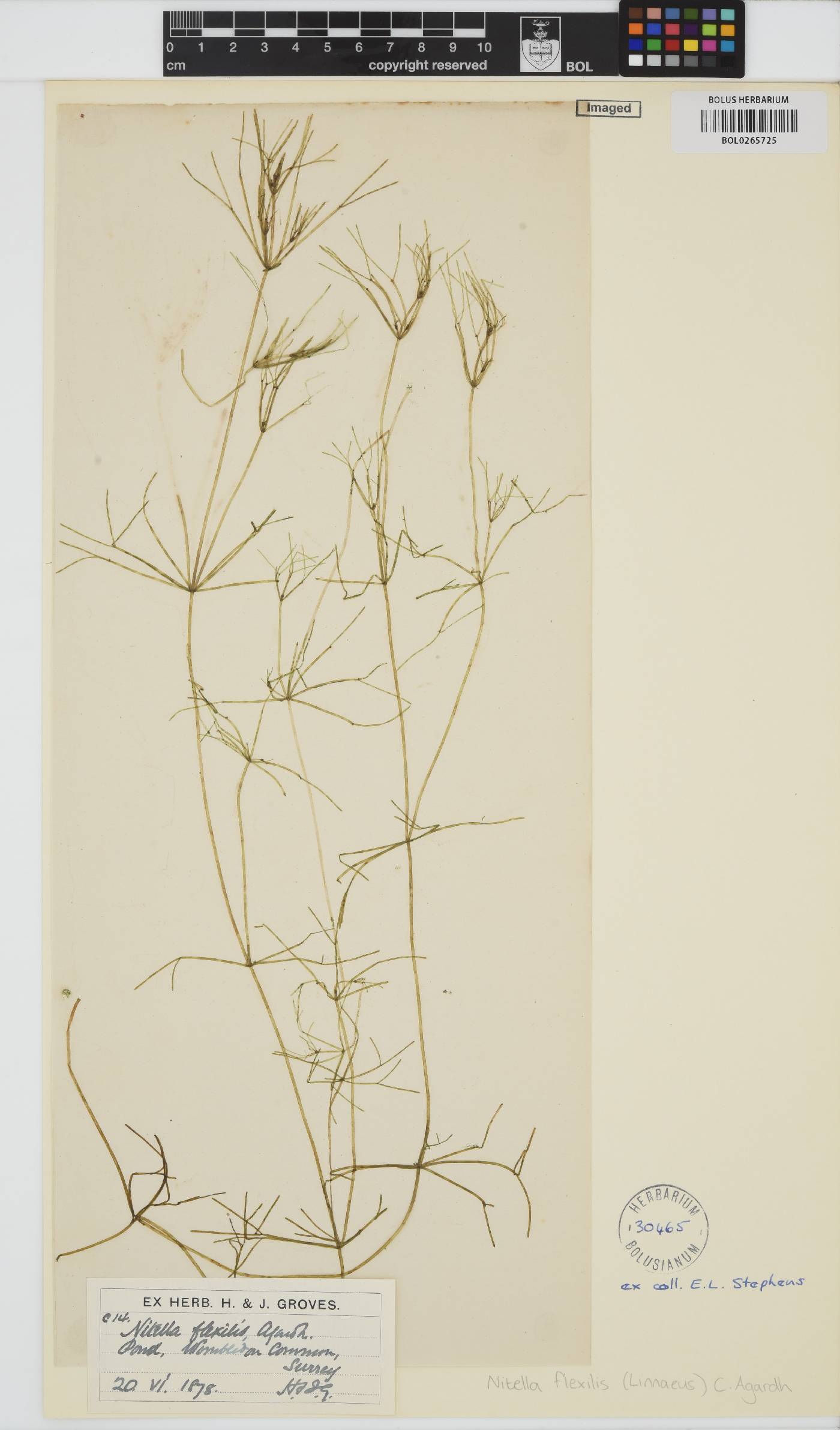 Nitella flexilis image