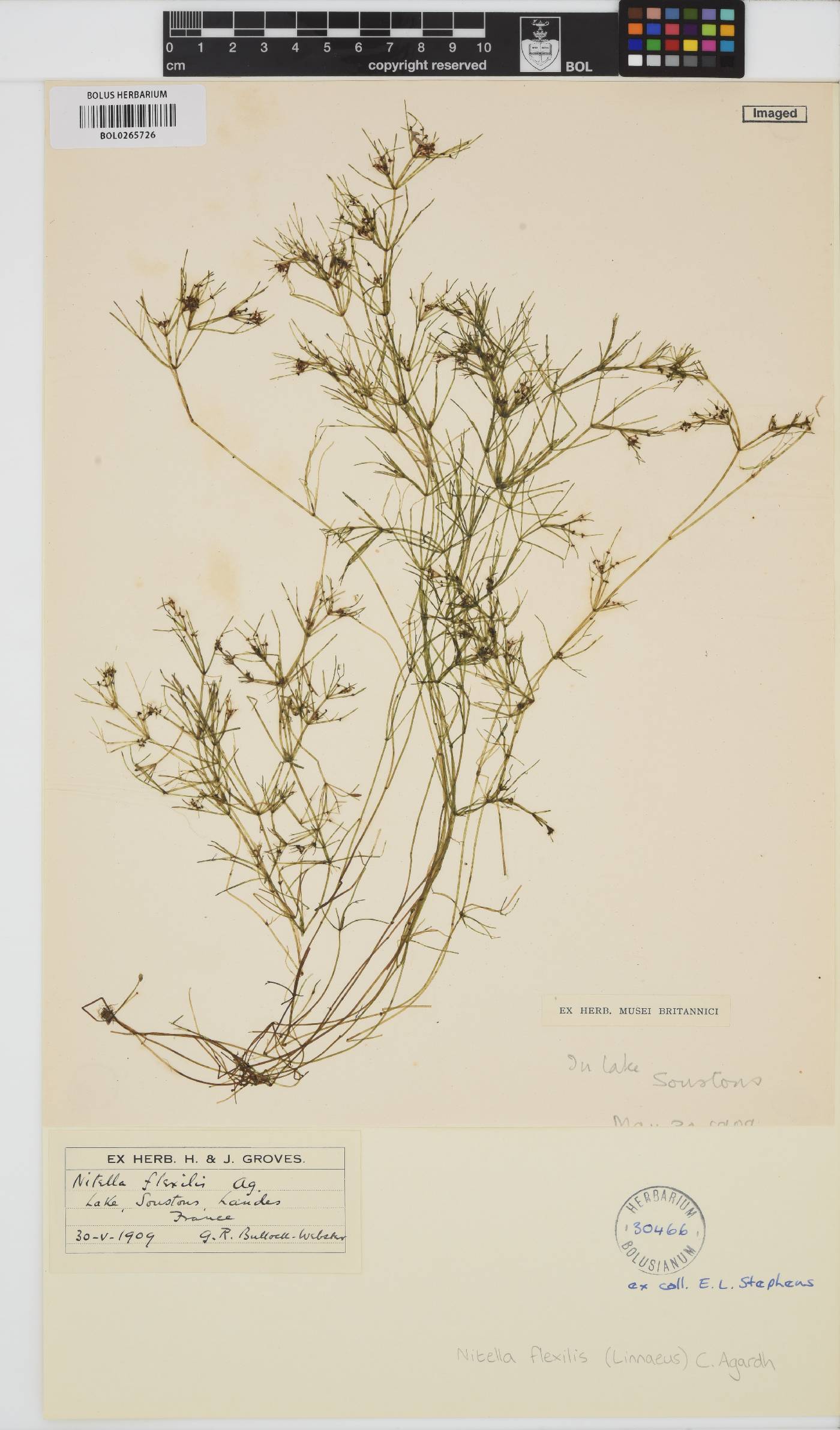 Nitella flexilis image