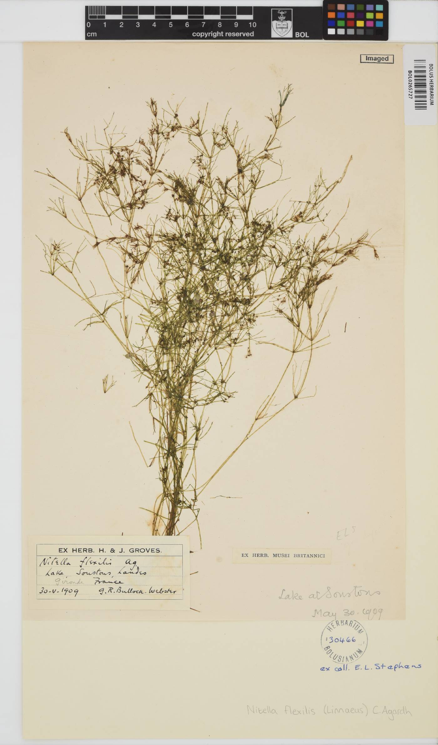 Nitella flexilis image