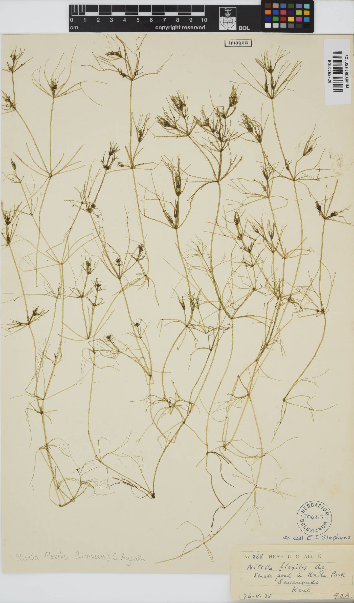 Nitella flexilis image