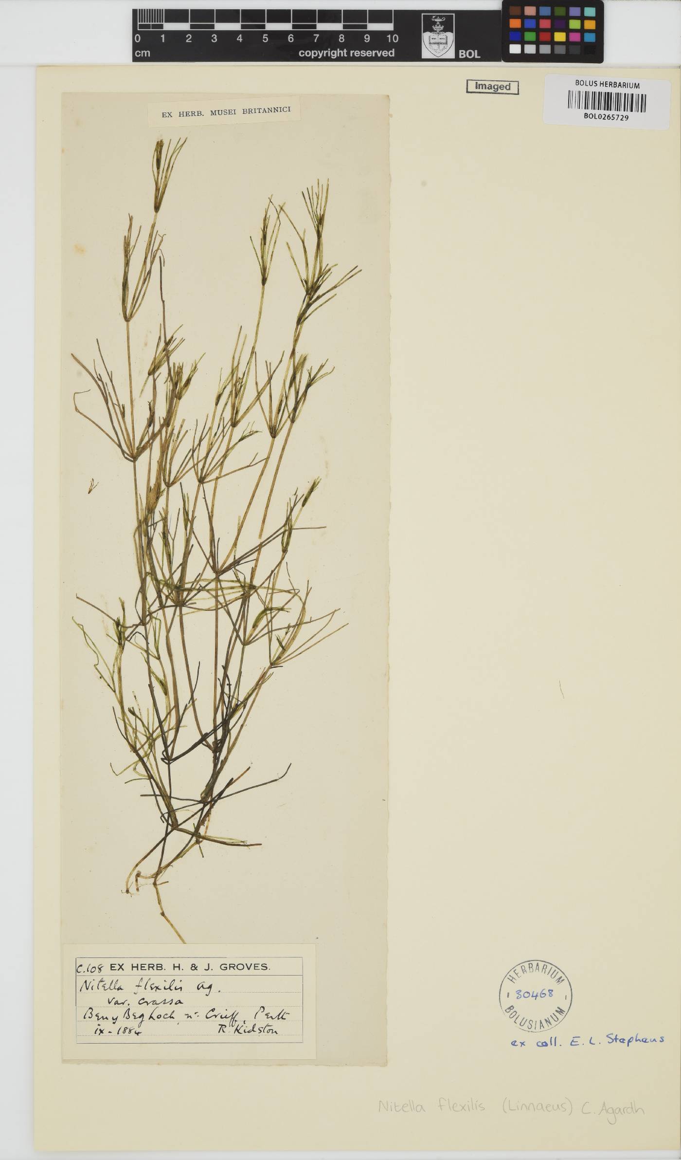 Nitella flexilis image
