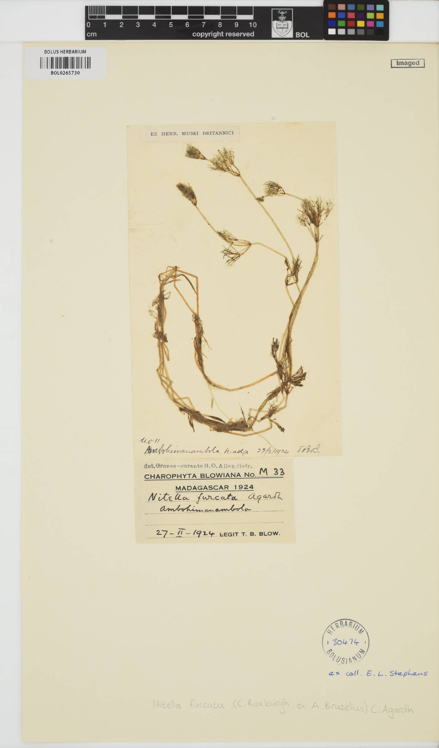 Nitella furcata image