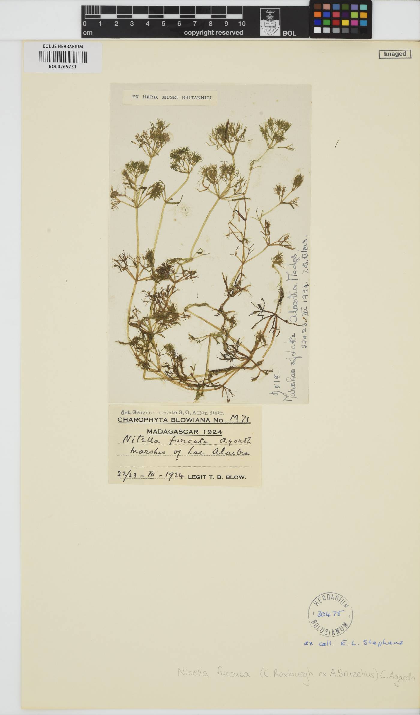 Nitella furcata image