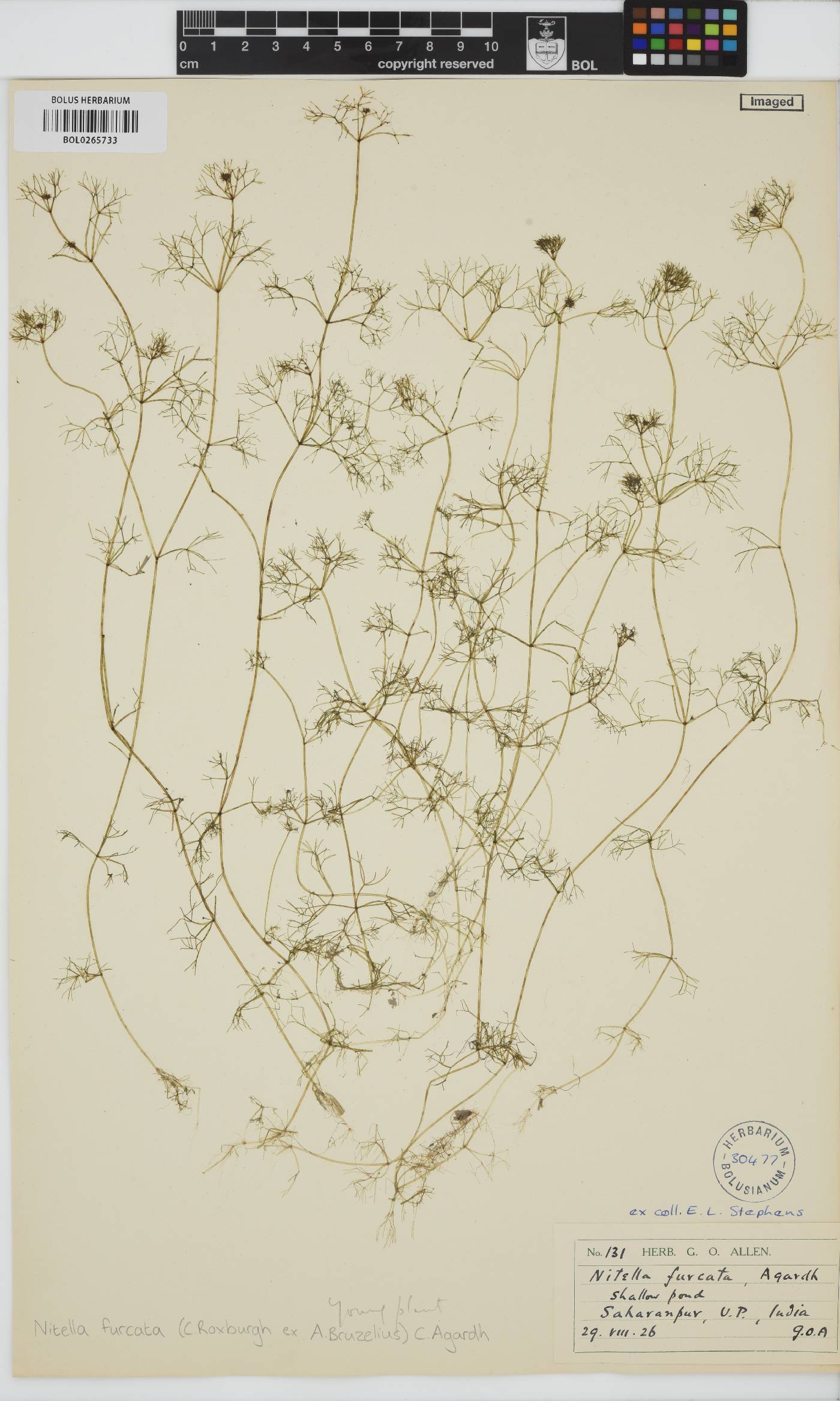 Nitella furcata image