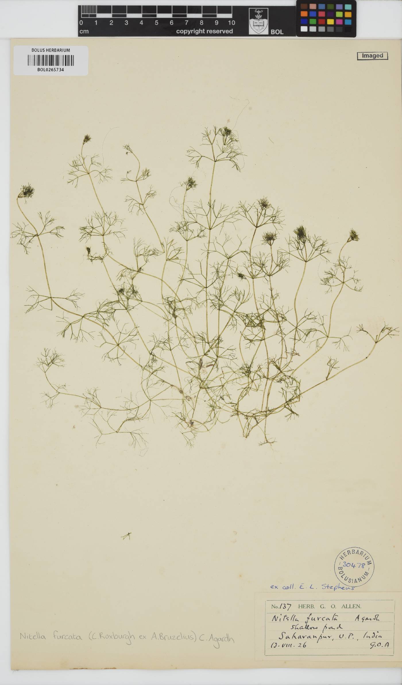 Nitella furcata image