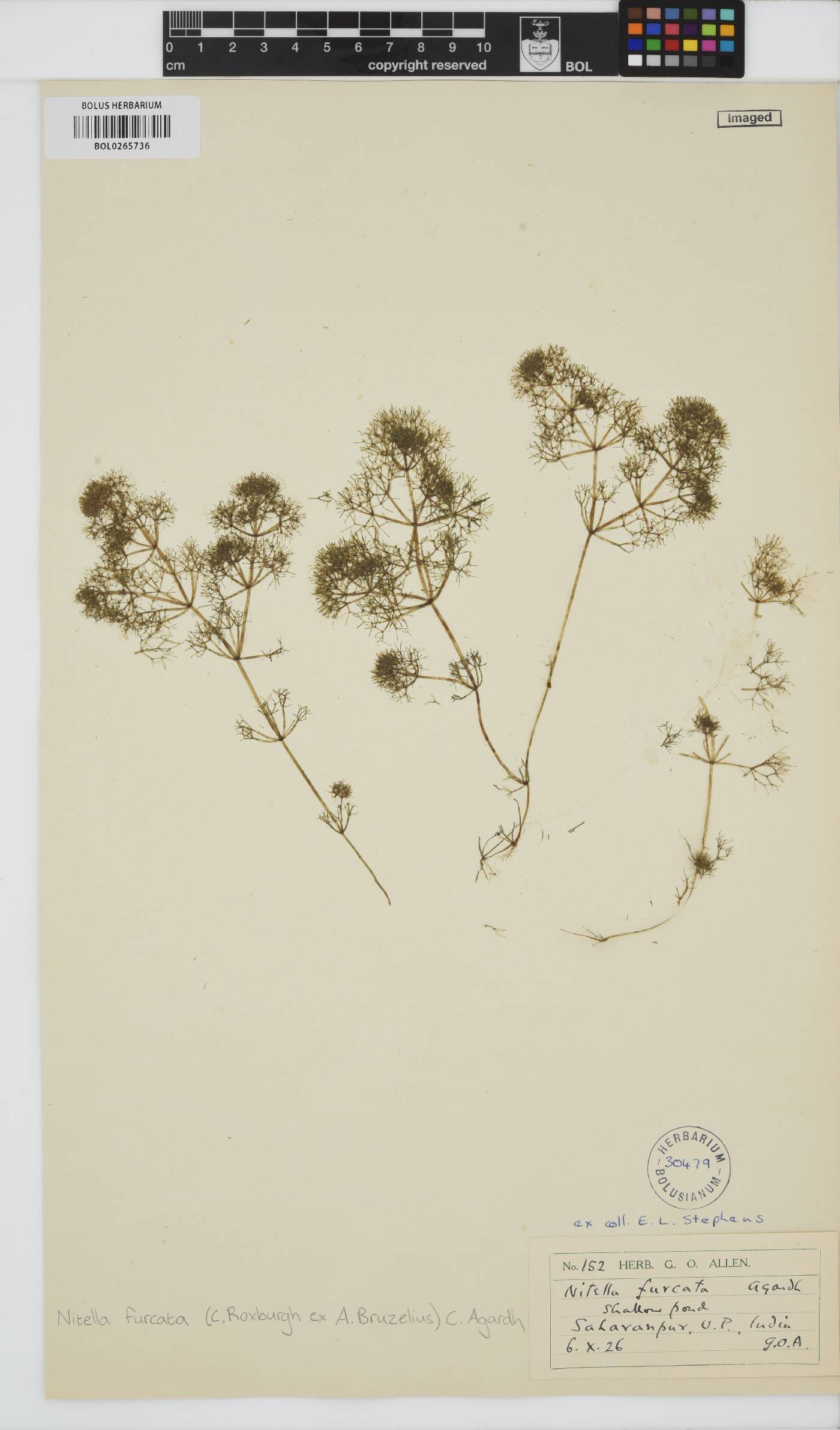 Nitella furcata image
