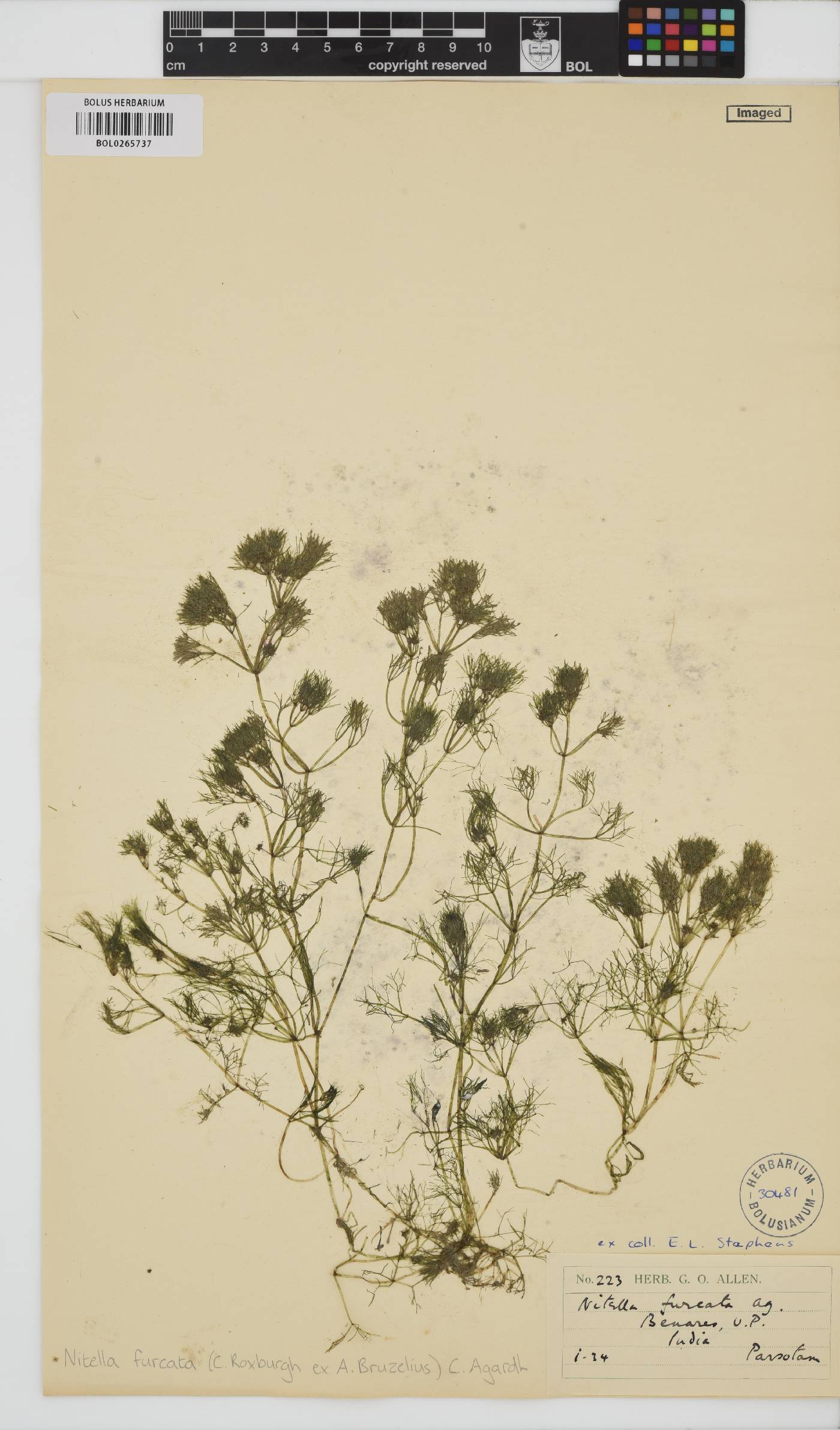 Nitella furcata image