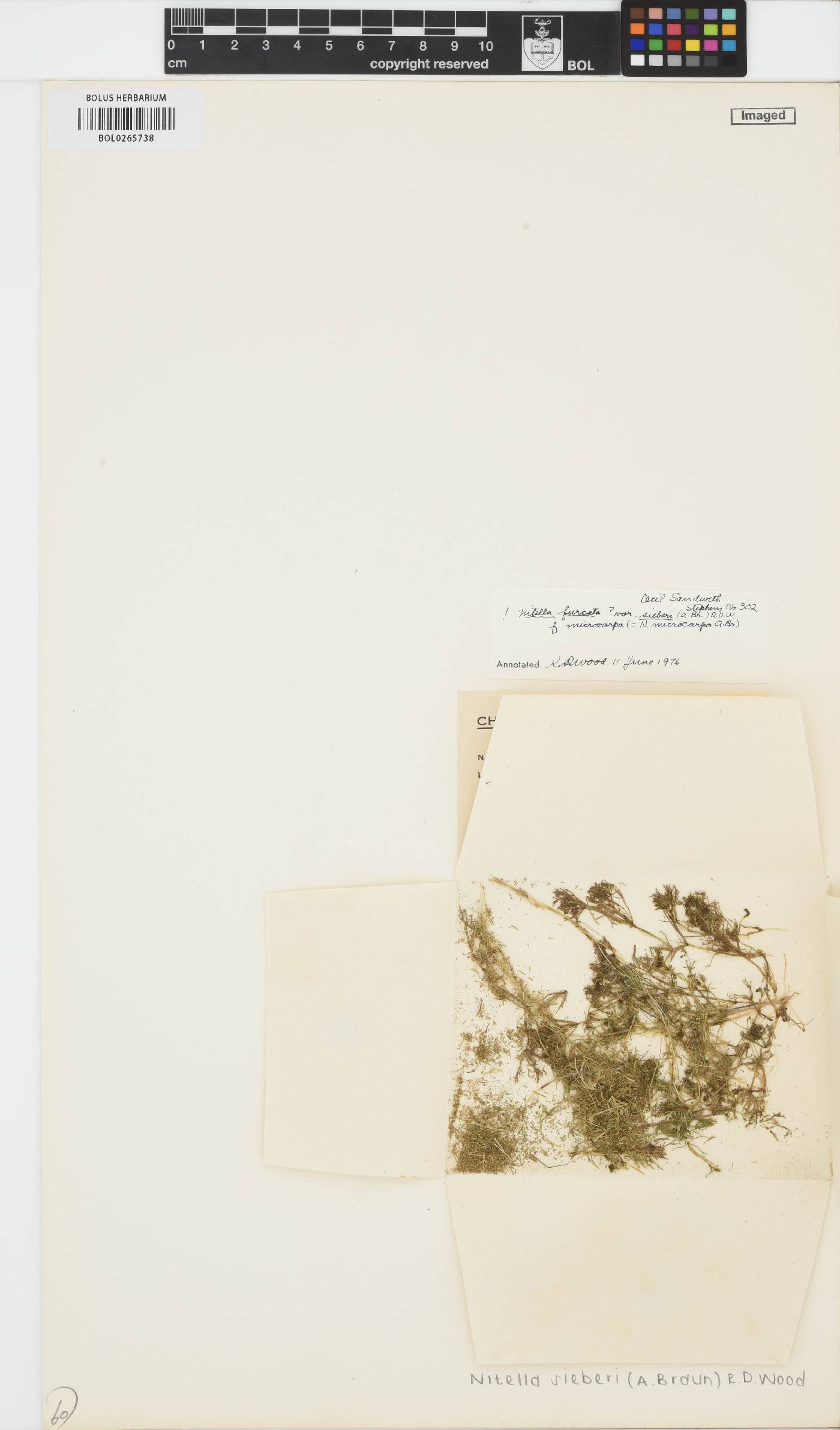 Nitella microcarpa var. sieberi image