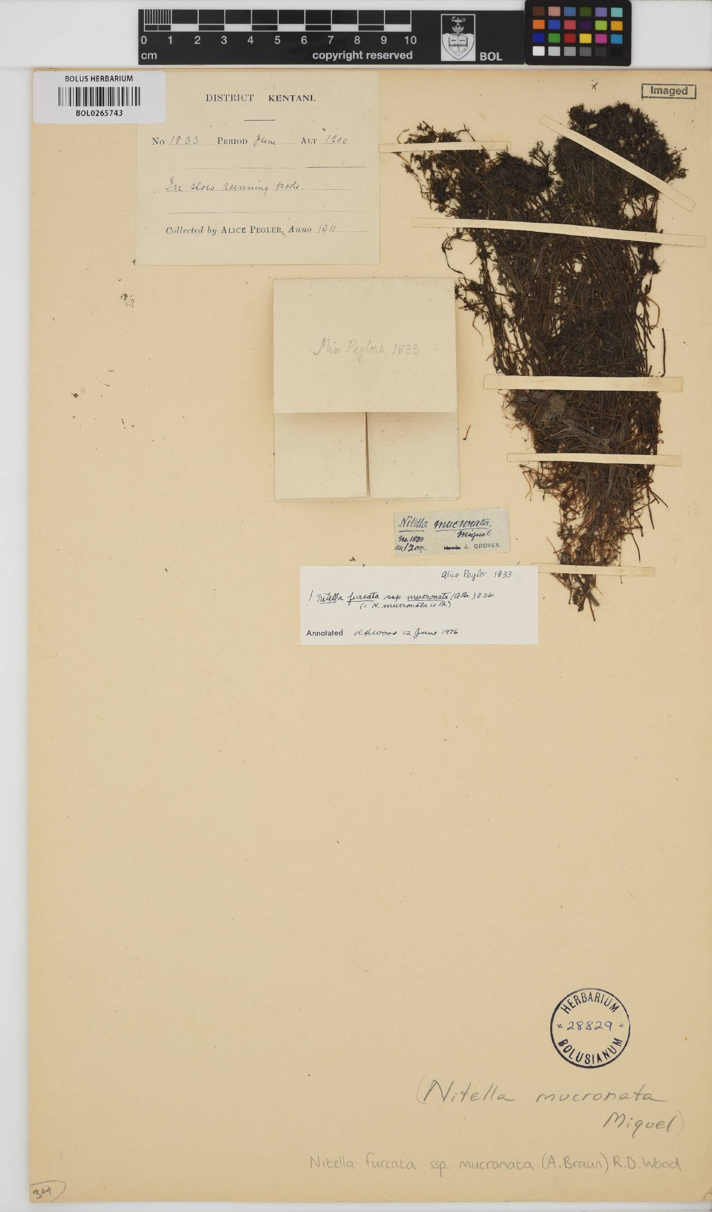 Nitella mucronata image