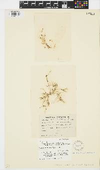 Nitella microcarpa var. sieberi image