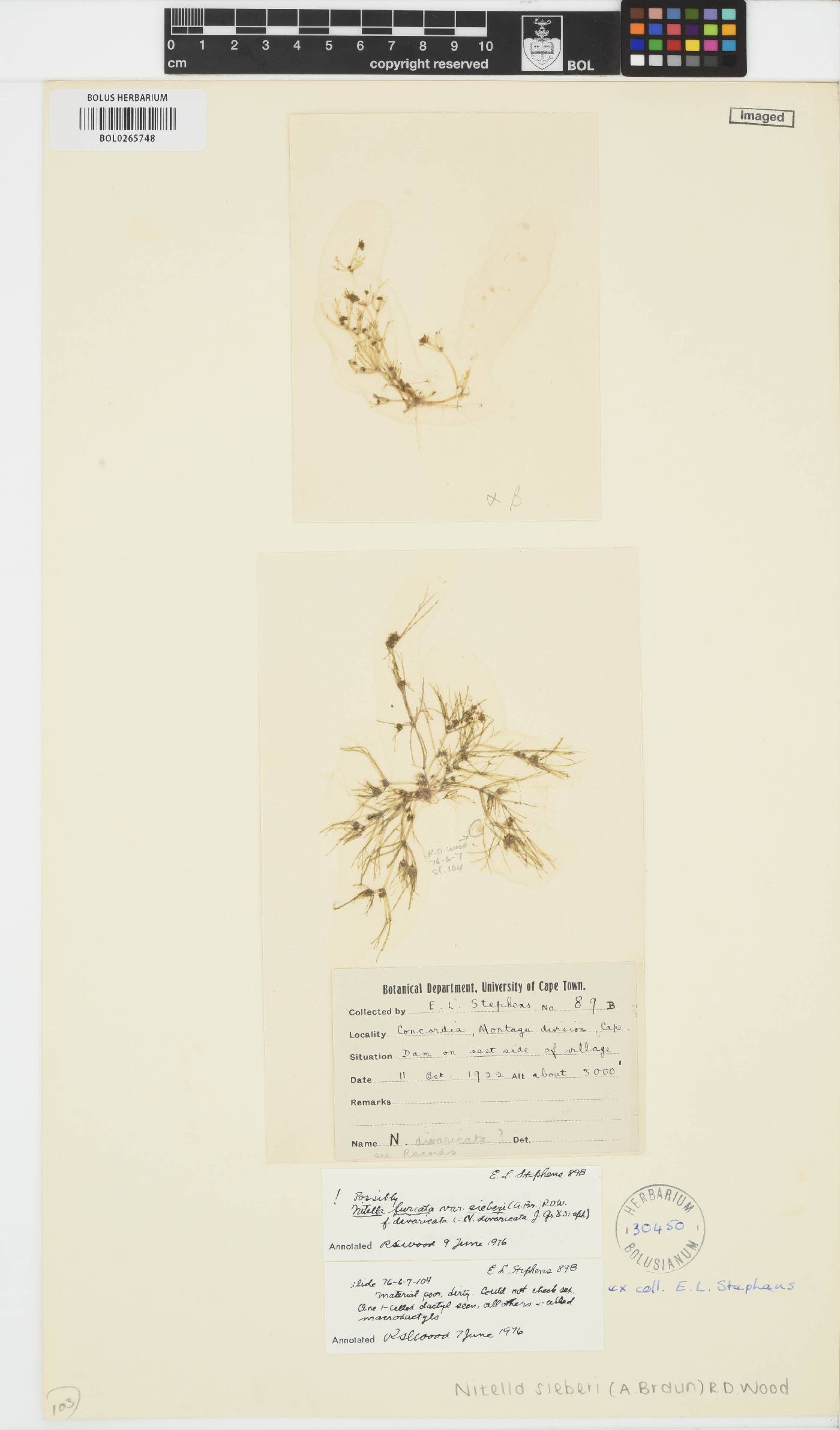 Nitella microcarpa var. sieberi image