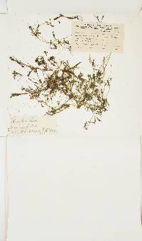 Nitella microcarpa var. sieberi image