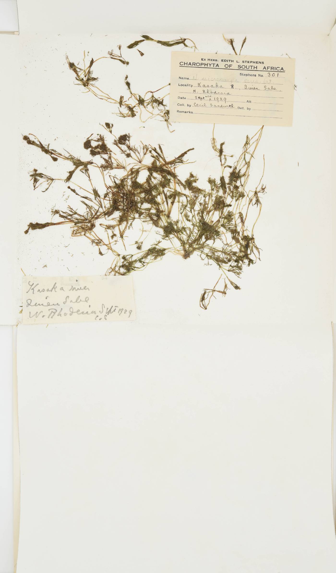 Nitella microcarpa var. sieberi image