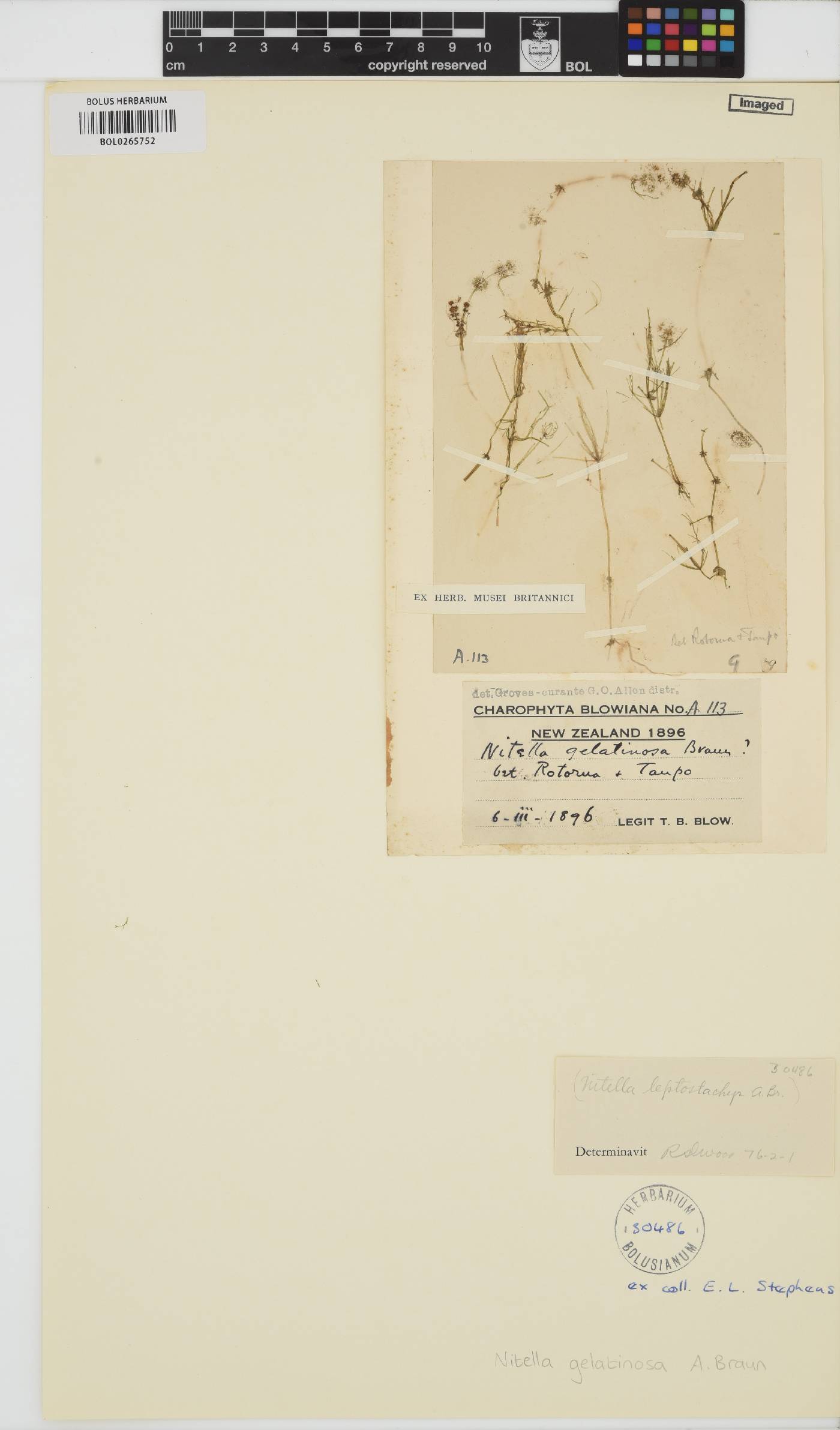 Nitella gelatinosa image
