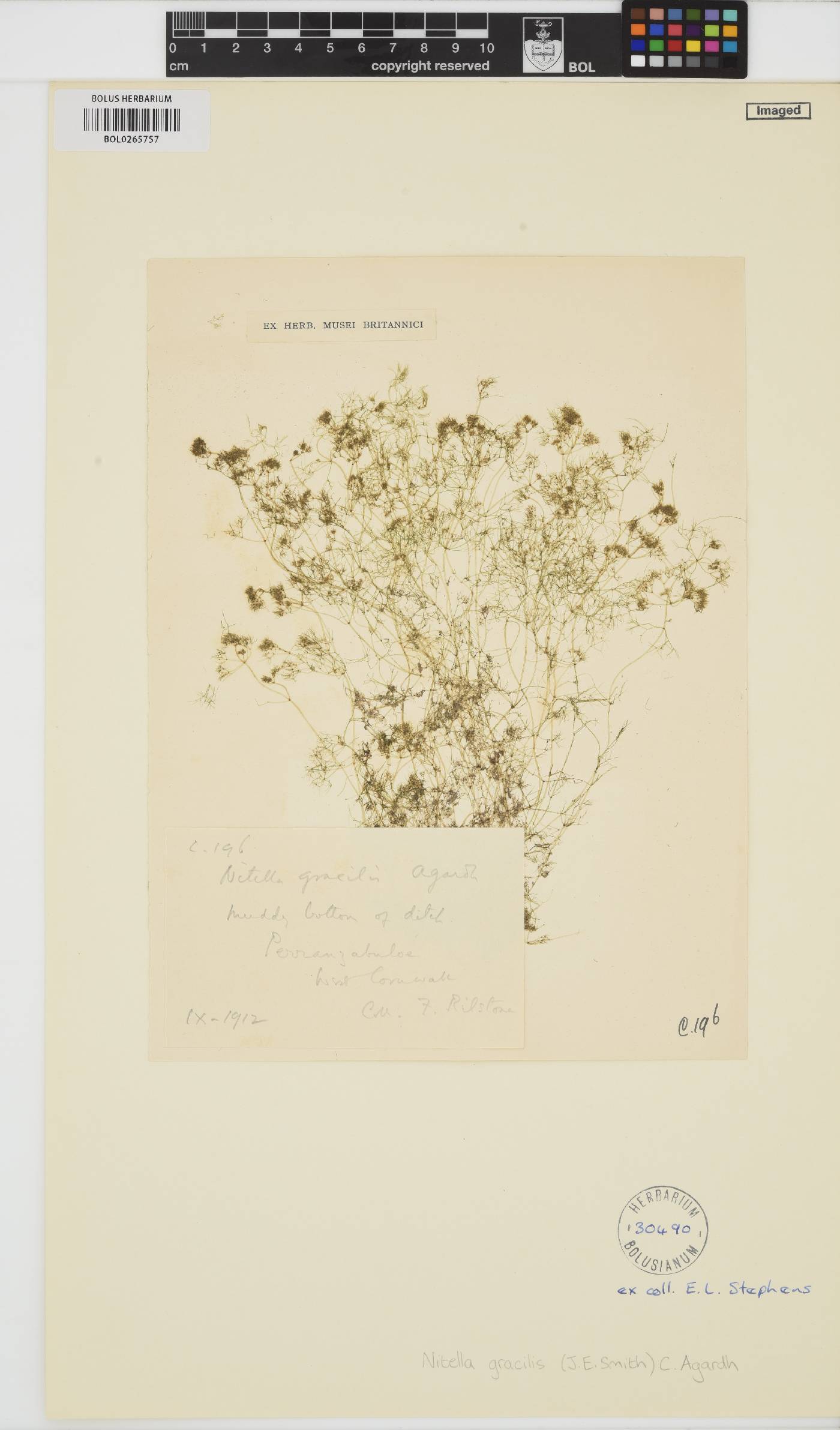 Nitella gracilis image