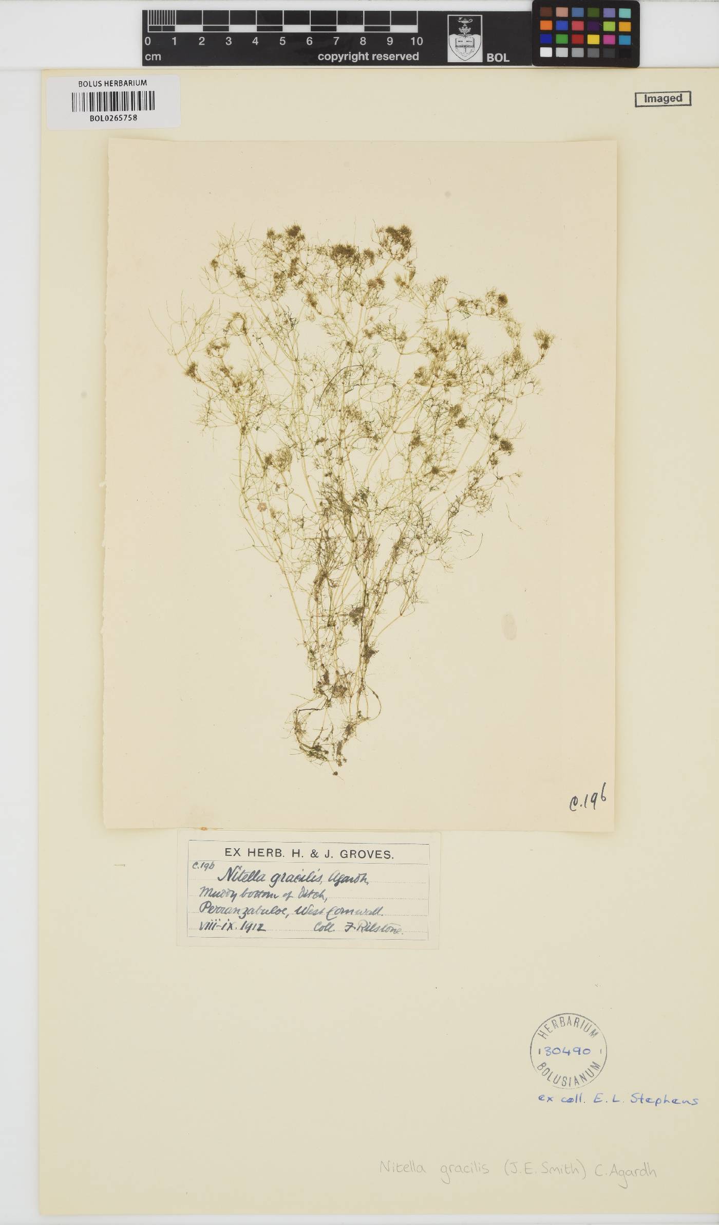 Nitella gracilis image