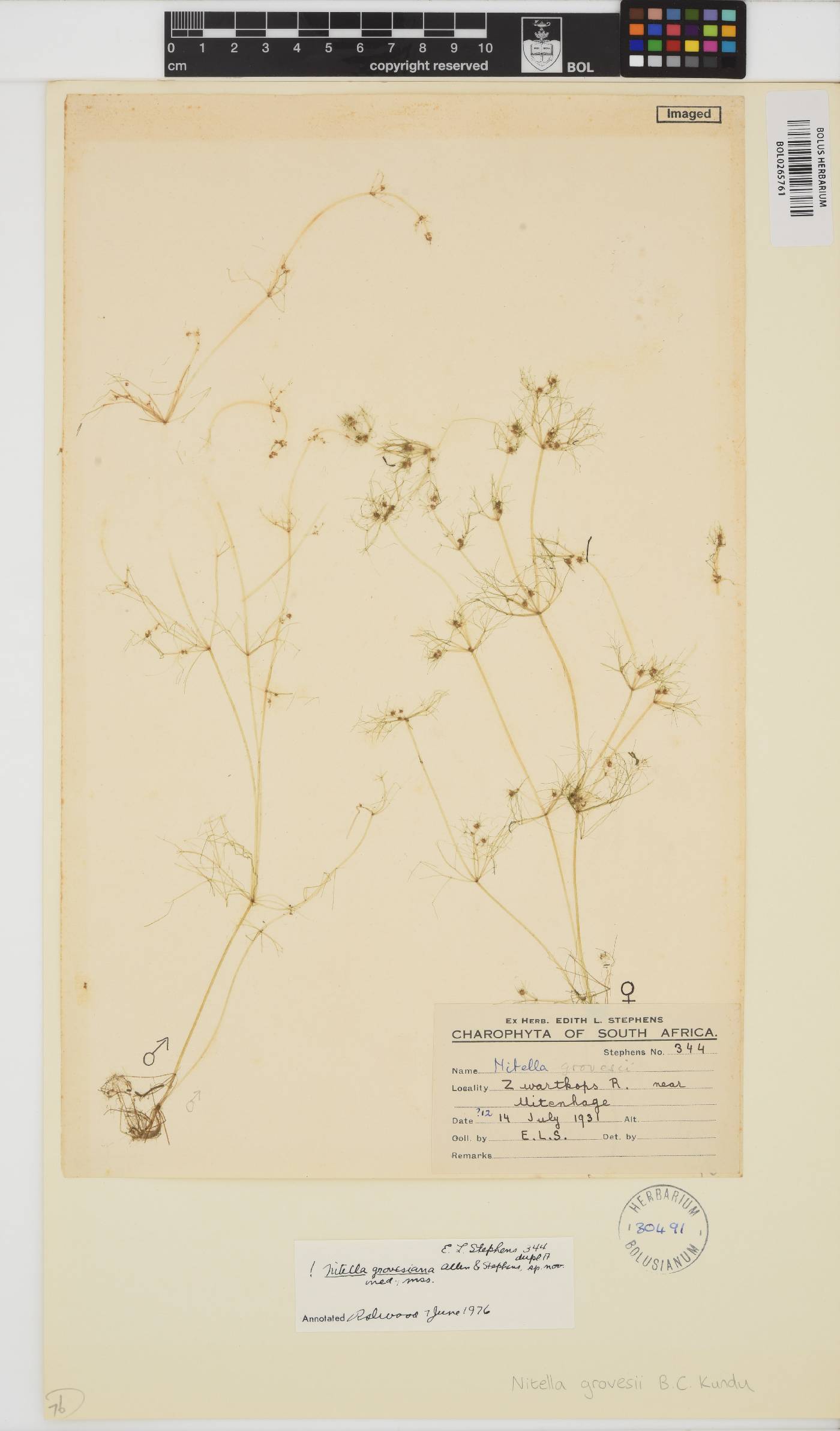 Nitella grovesii image