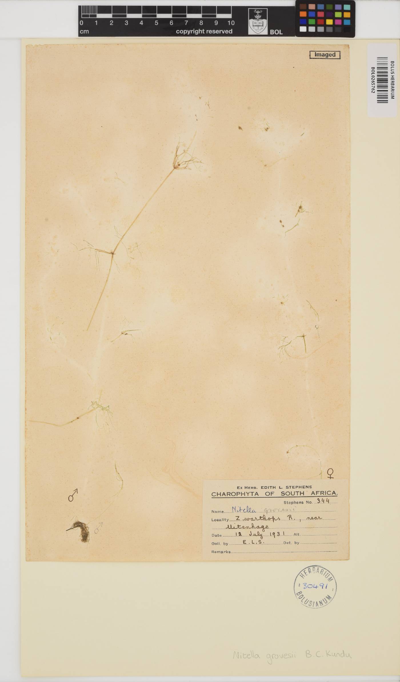 Nitella grovesii image