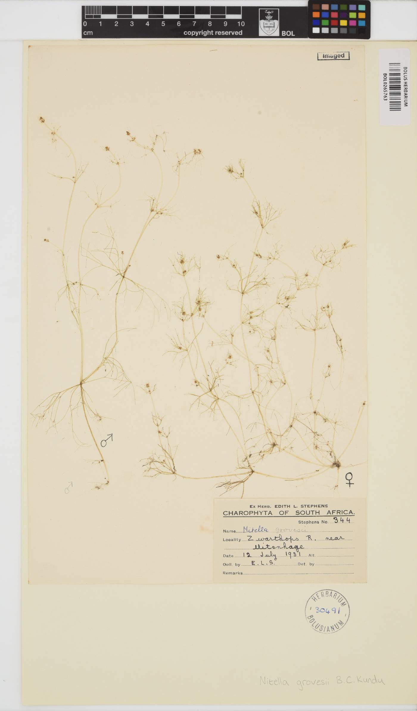 Nitella grovesii image