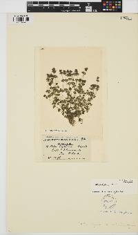 Nitella hyalina image