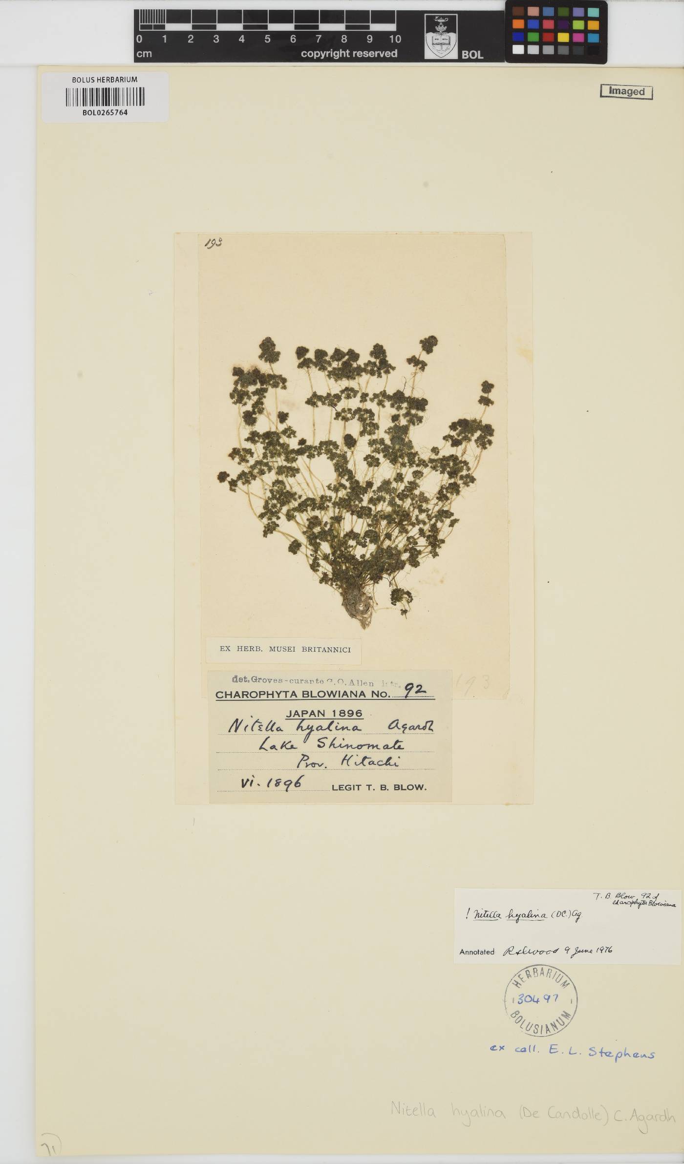Nitella hyalina image