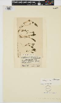 Nitella hyalina image