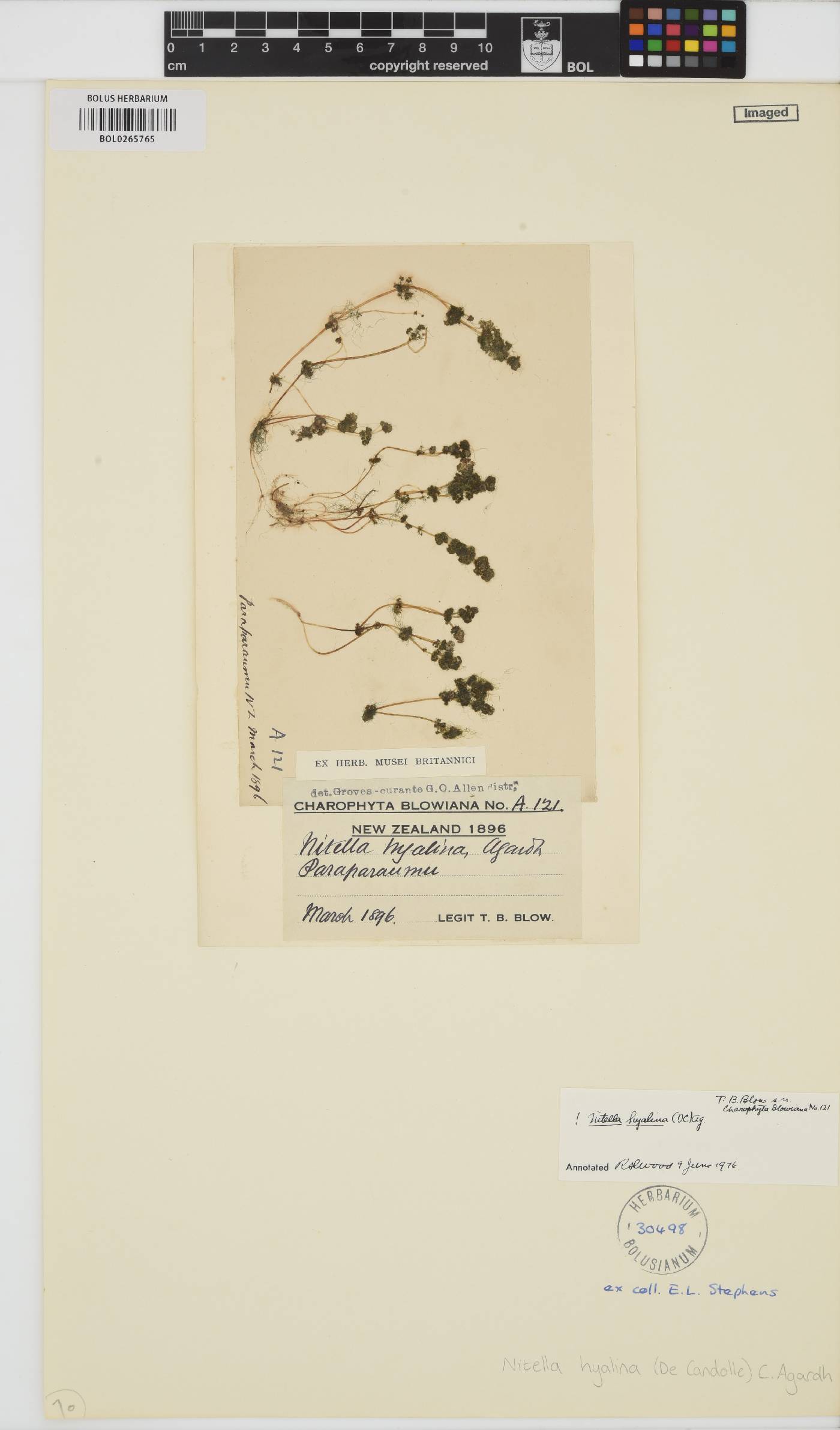 Nitella image