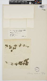 Nitella hyalina image