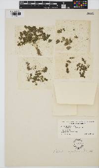 Nitella hyalina image