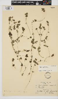 Nitella hyalina image
