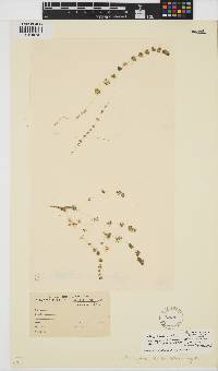 Nitella hyalina image