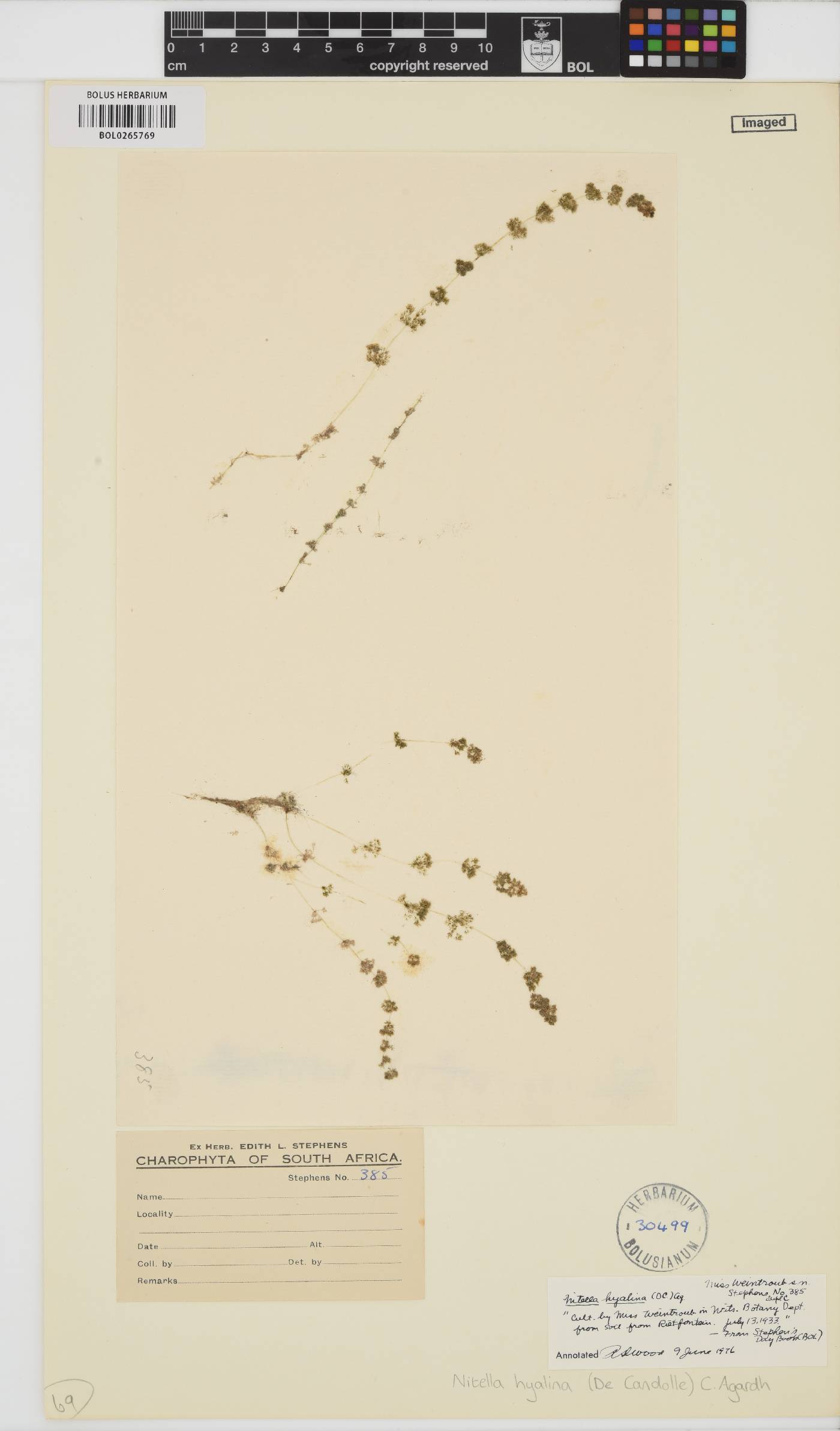 Nitella hyalina image