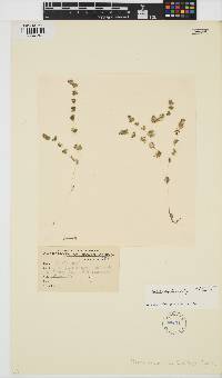 Nitella hyalina image