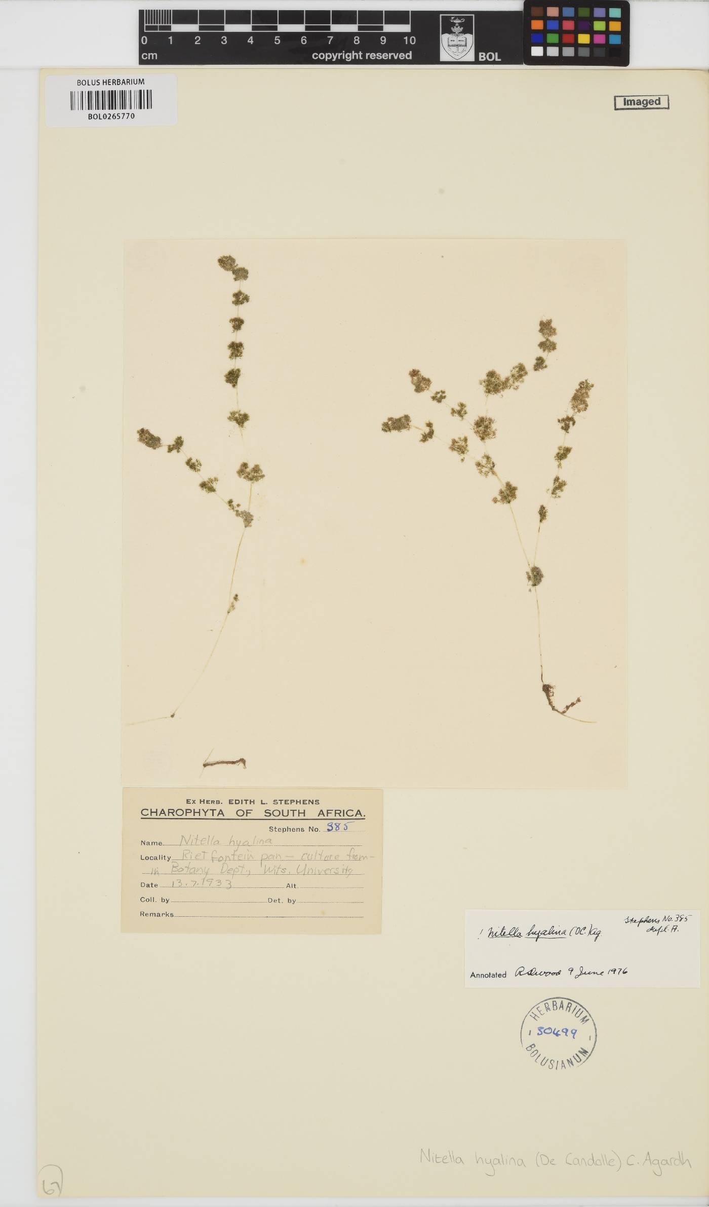 Nitella hyalina image