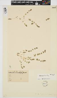 Nitella hyalina image
