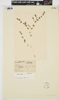 Nitella hyalina image