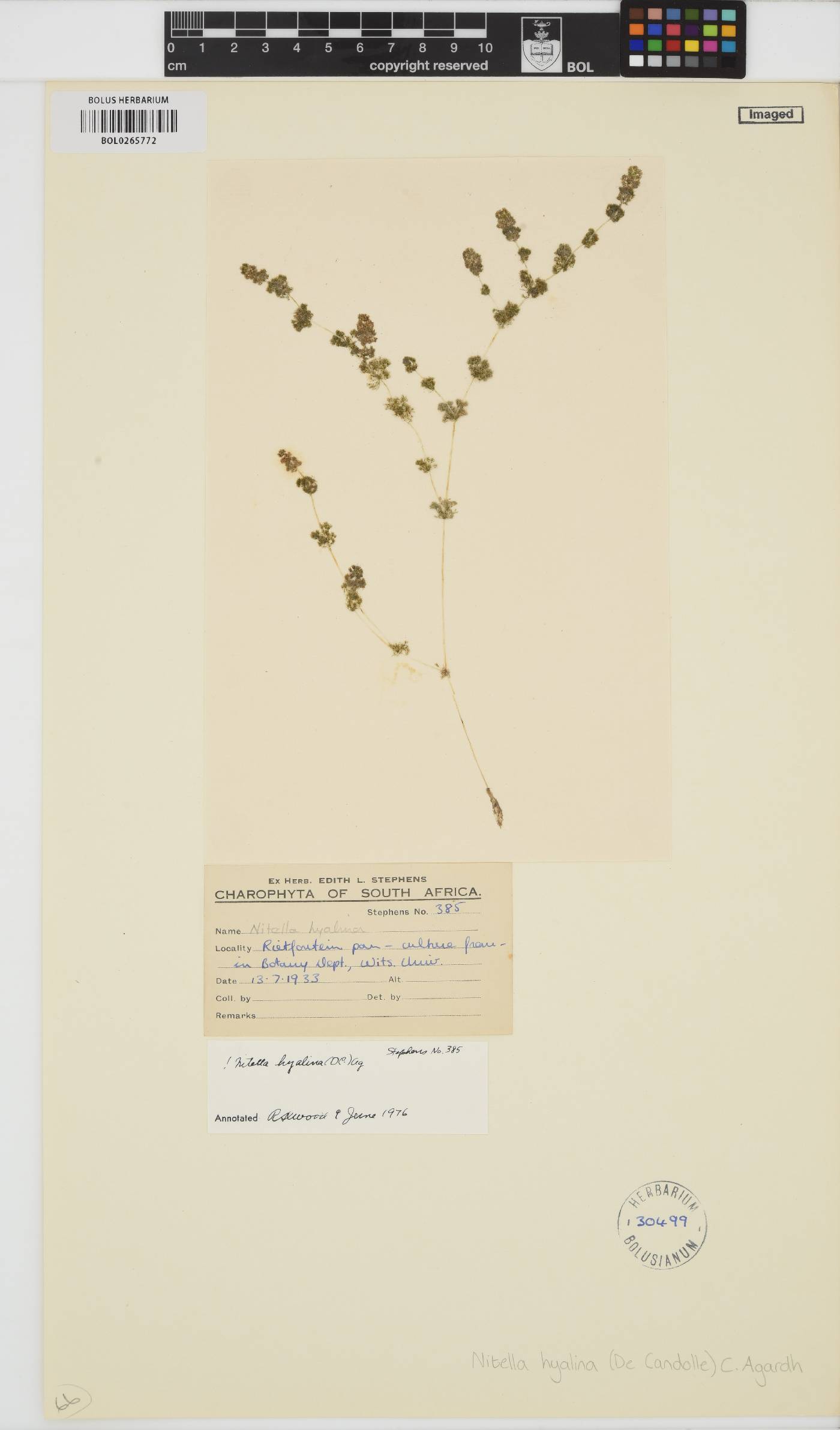 Nitella image