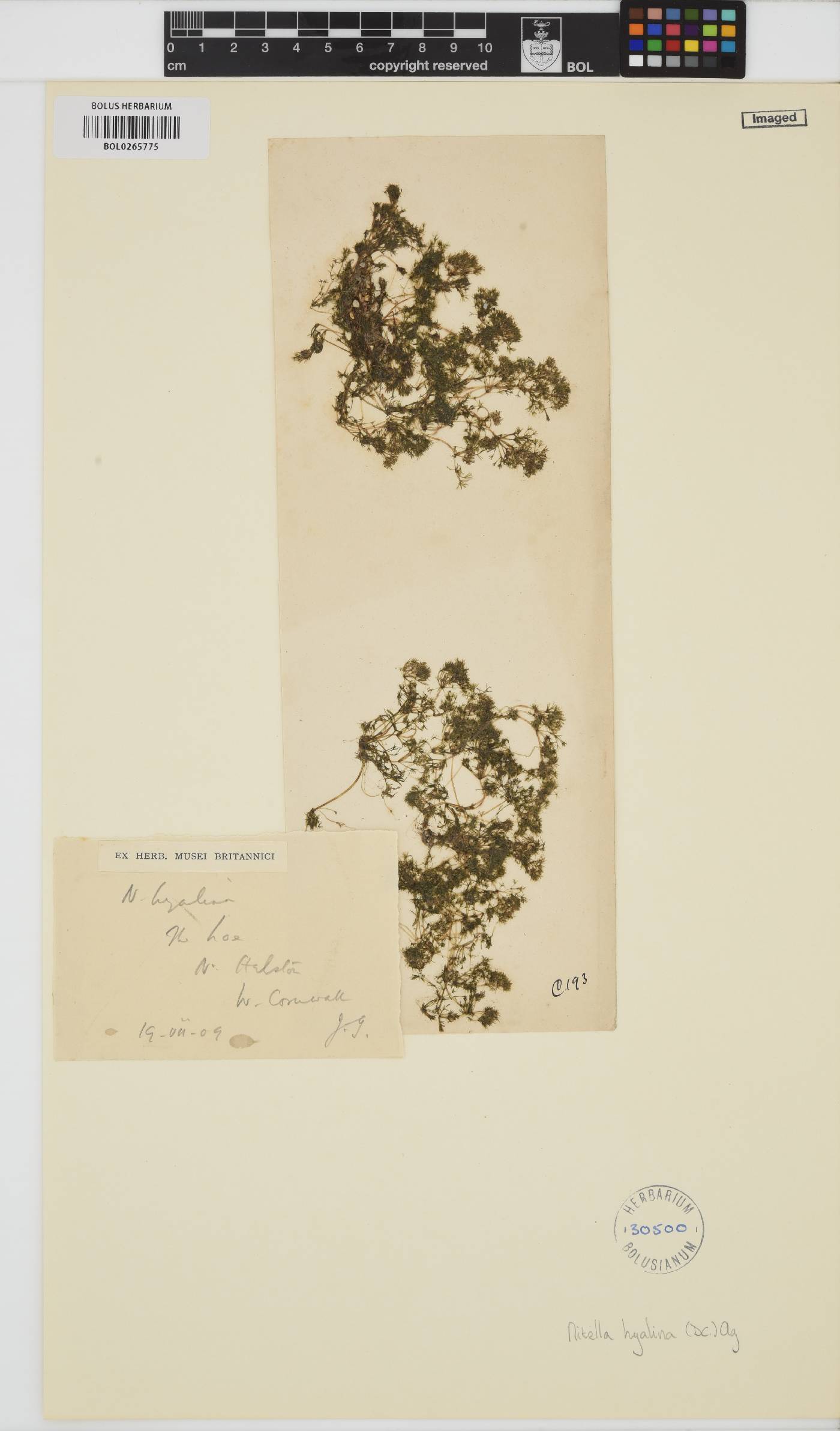 Nitella hyalina image