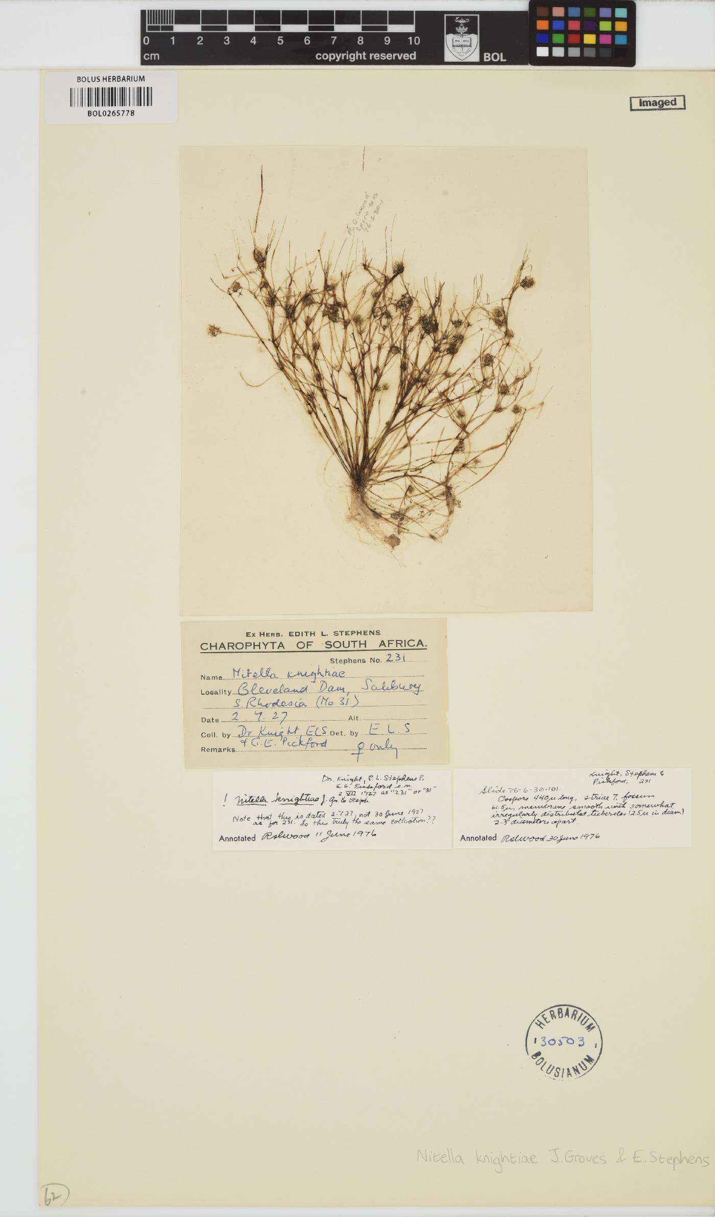 Nitella knightiae image