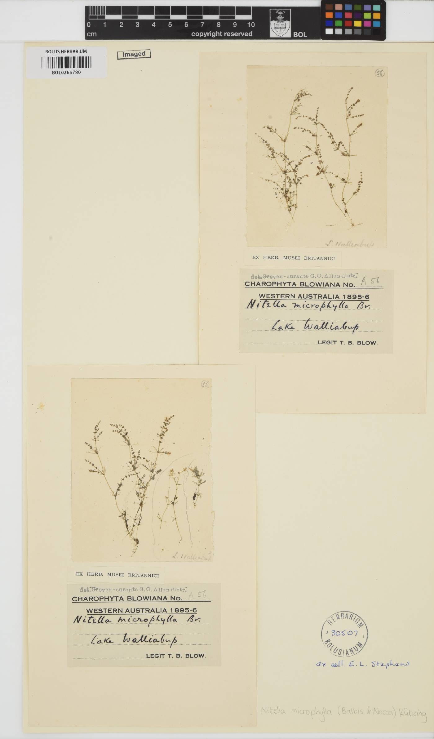 Nitella microphylla image