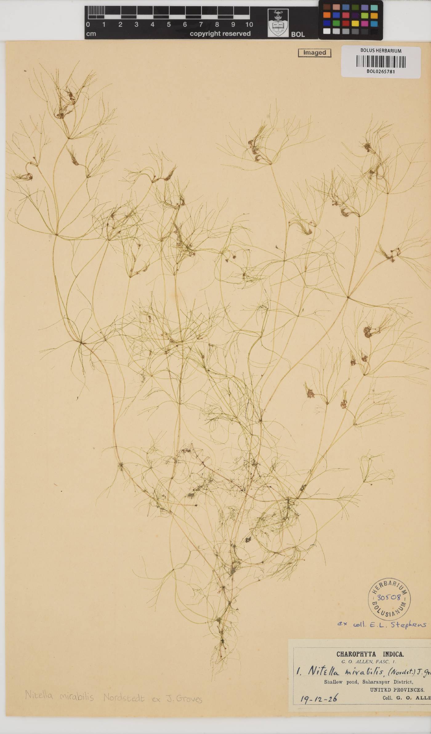 Nitella mirabilis image
