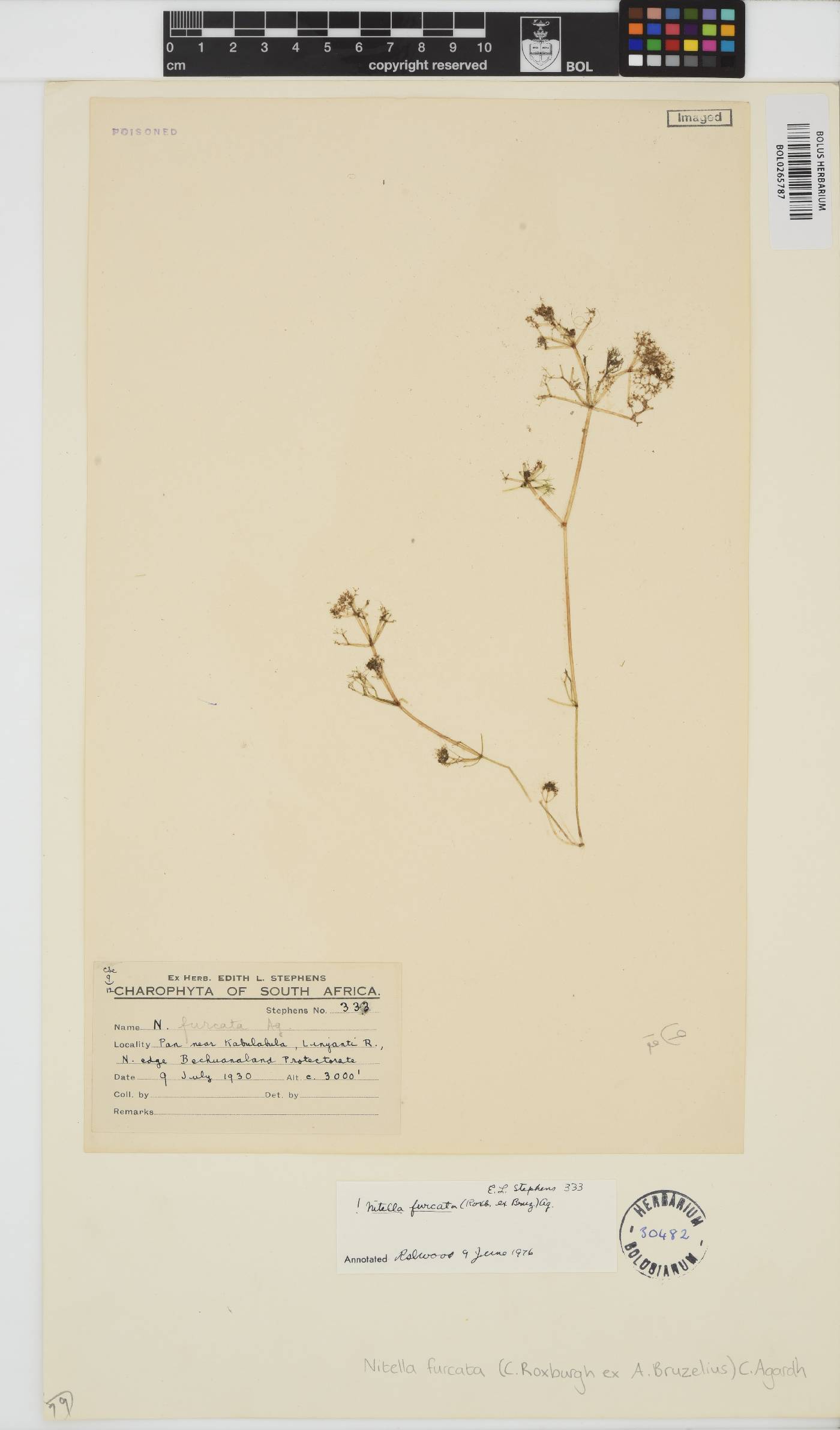 Nitella furcata image