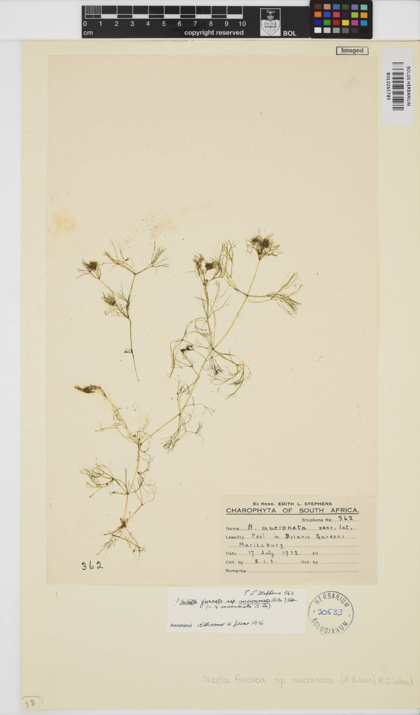 Nitella image