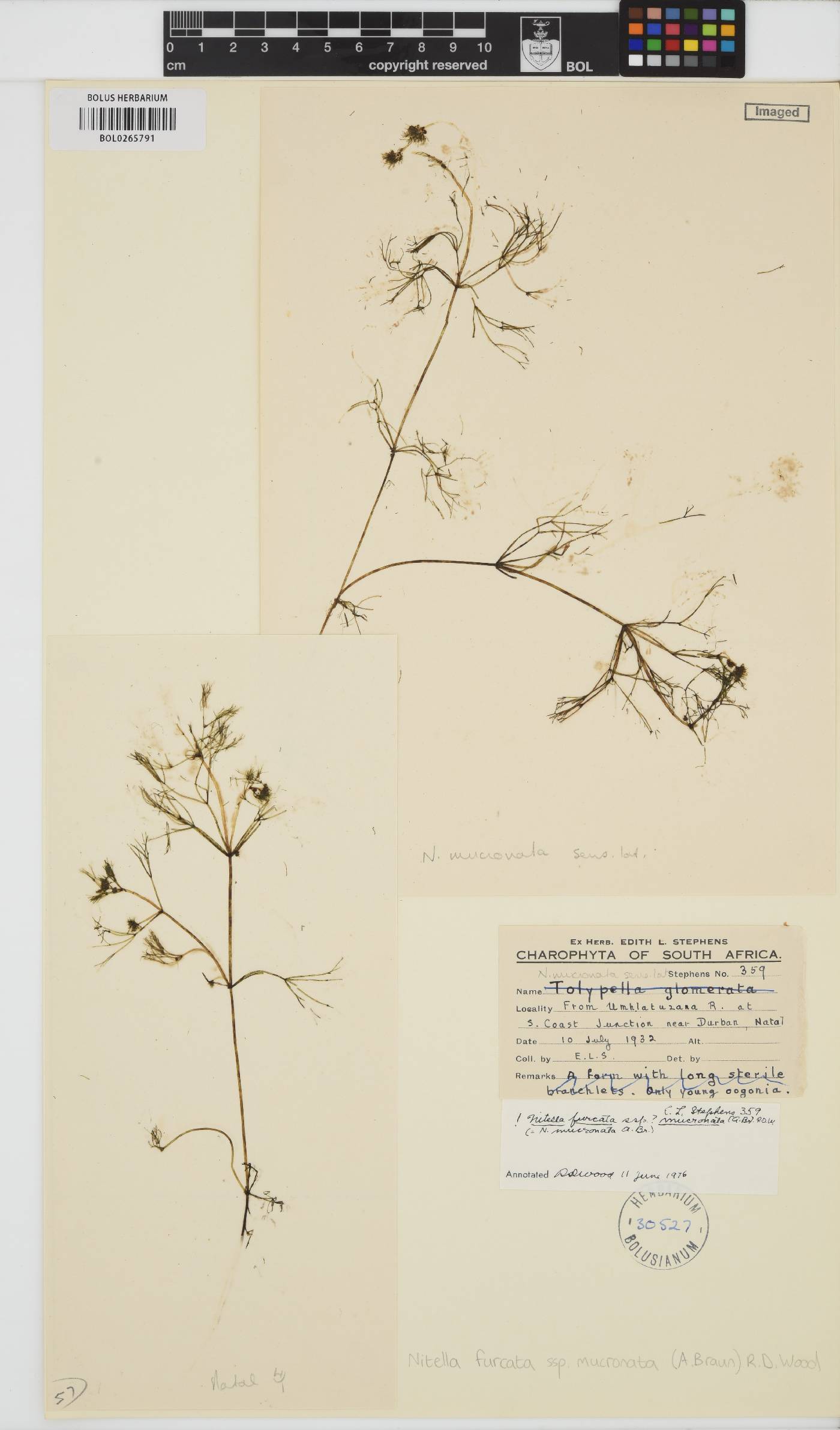 Nitella mucronata image